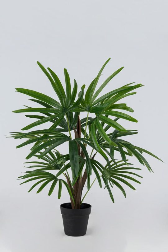 Palm 12 leaves 0,70 μ