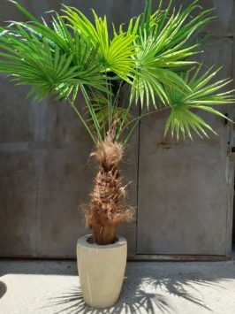 Jumbo Palm Χ16 183 cm