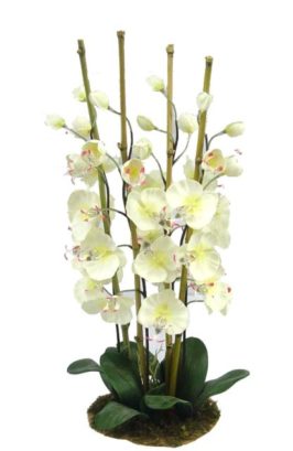 8631 orchid bonzai 77cm